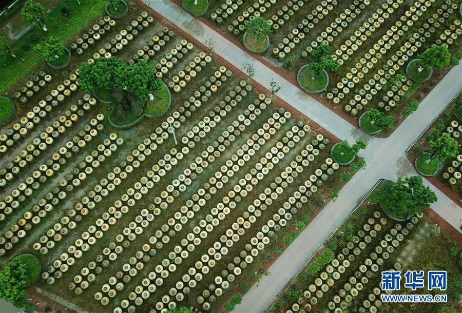 贵州赤水：“赤水晒醋”酿制忙