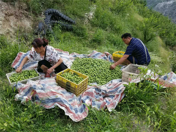 开绕村村民采摘青脆李(丹巴县委宣传部 供图)