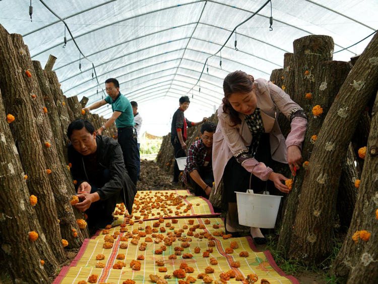 【有修改】陜西漢中：勠力同心拔窮根 砥礪前行奔小康