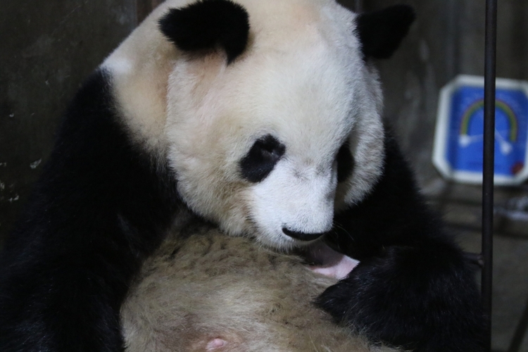2020年首只秦岭大熊猫宝宝诞生