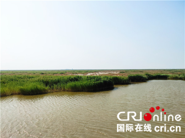 錦州恢復濕地生態 茂盛水草引珍稀鳥類棲息