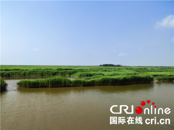 锦州恢复湿地生态 茂盛水草引珍稀鸟类栖息