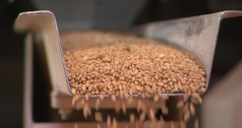 英国小麦收成或跌至40年来最低