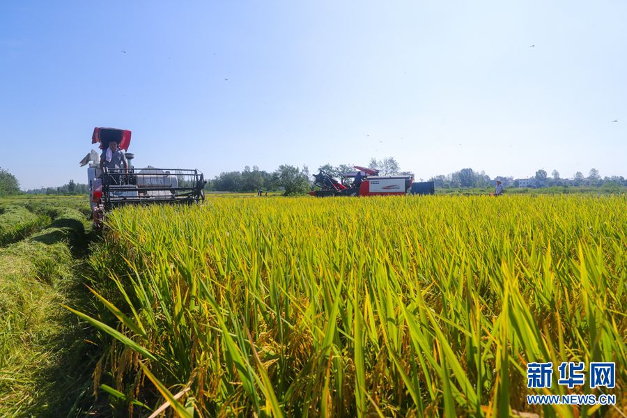 河南光山：5.2萬畝再生水稻喜獲豐收