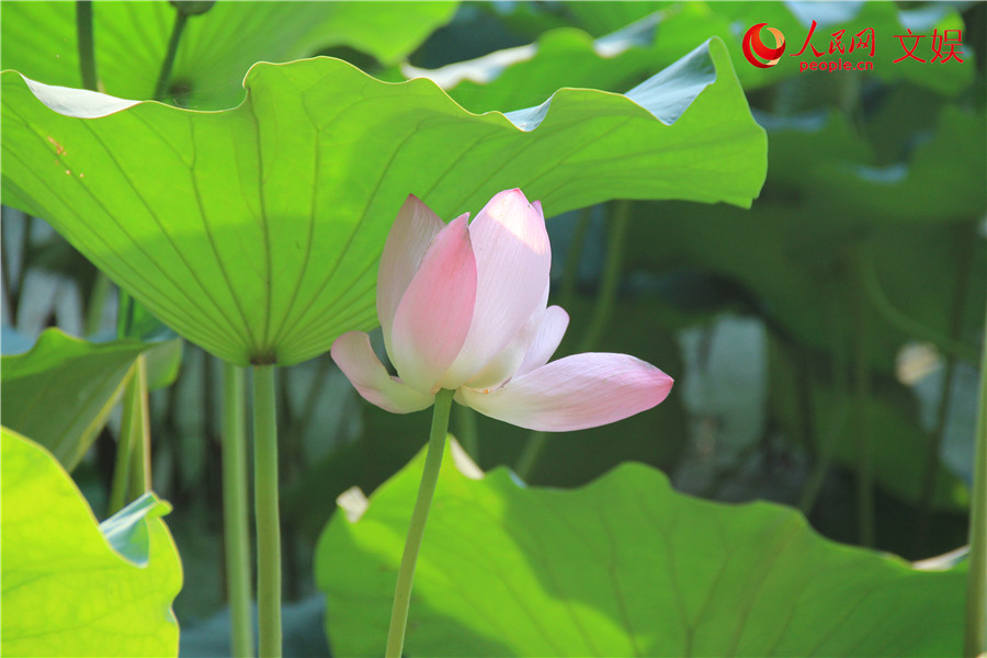 “好运莲莲”！传统观荷佳节，古人都有啥讲究？