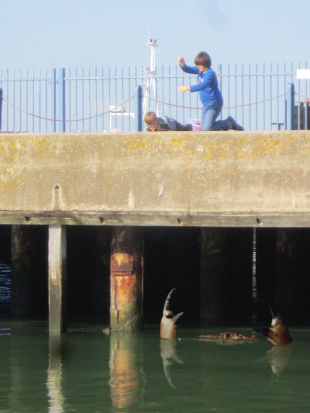 英國再現巨蟹照片 目測或有15米長(組圖) 英國再現巨蟹照片 目測或有15米長(組圖)