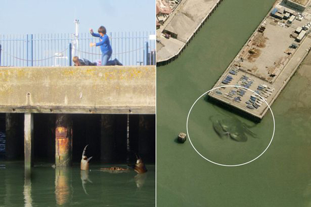 英國再現巨蟹照片 目測或有15米長(組圖) 英國再現巨蟹照片 目測或有15米長(組圖)