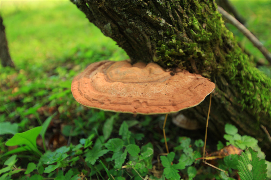 【旅游　显示图在最下方】宝鸡大水川：惬意的高山草甸