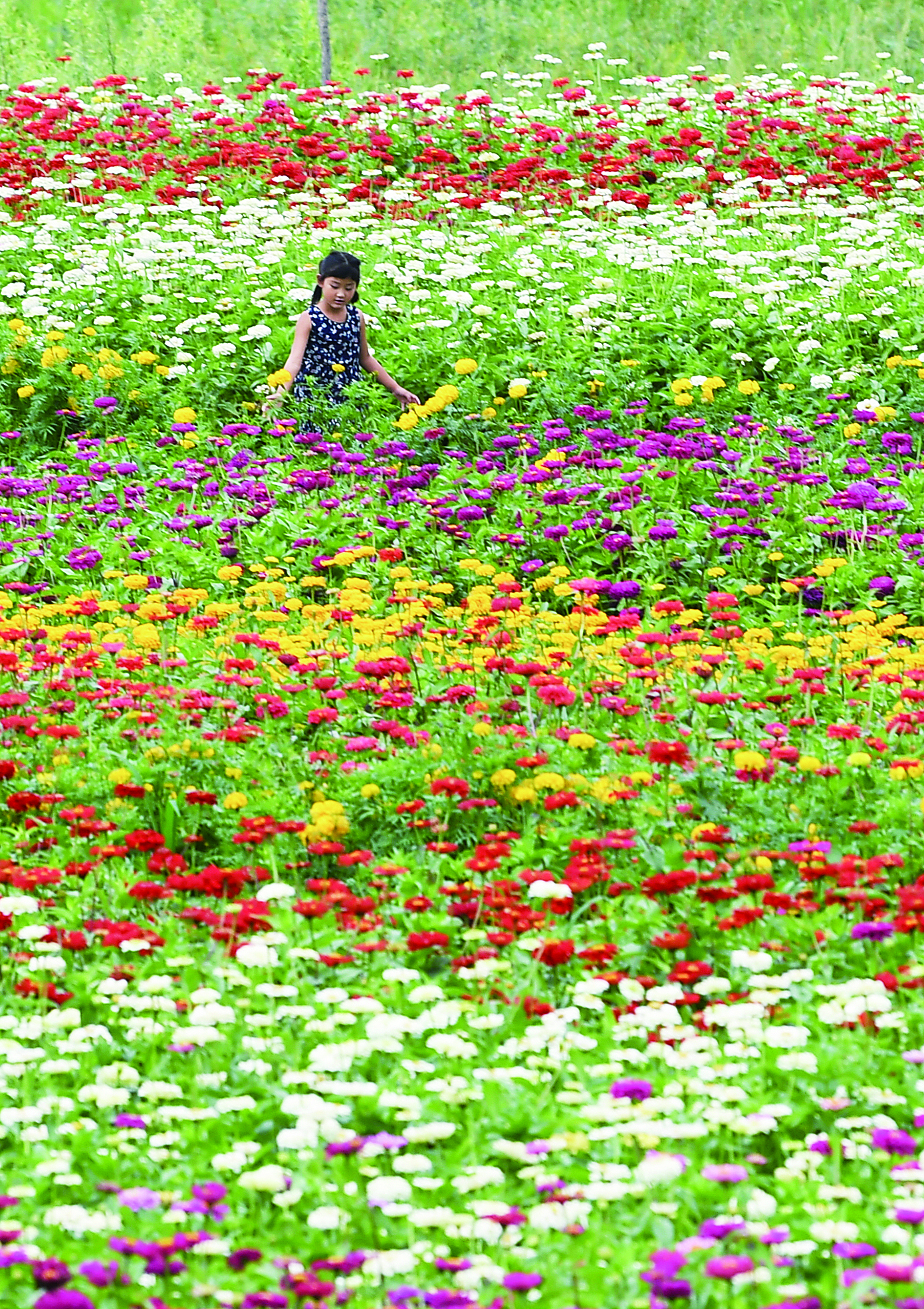 長春市九台區：絢爛花海綻放致富笑臉