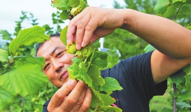 通河大果榛子丰收在望