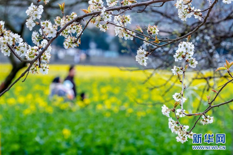 全域：春暖花开迎客来