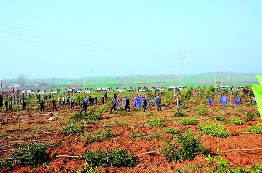 鄂北新植175公里生态防护林