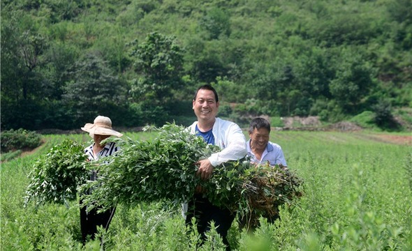 【B】三门峡市渑池县石盆村：艾叶丰收 喜上心头