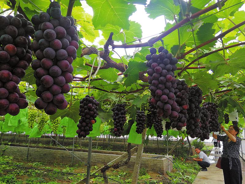 渭南臨渭區下邽鎮:小葡萄串起農旅融合産業鏈