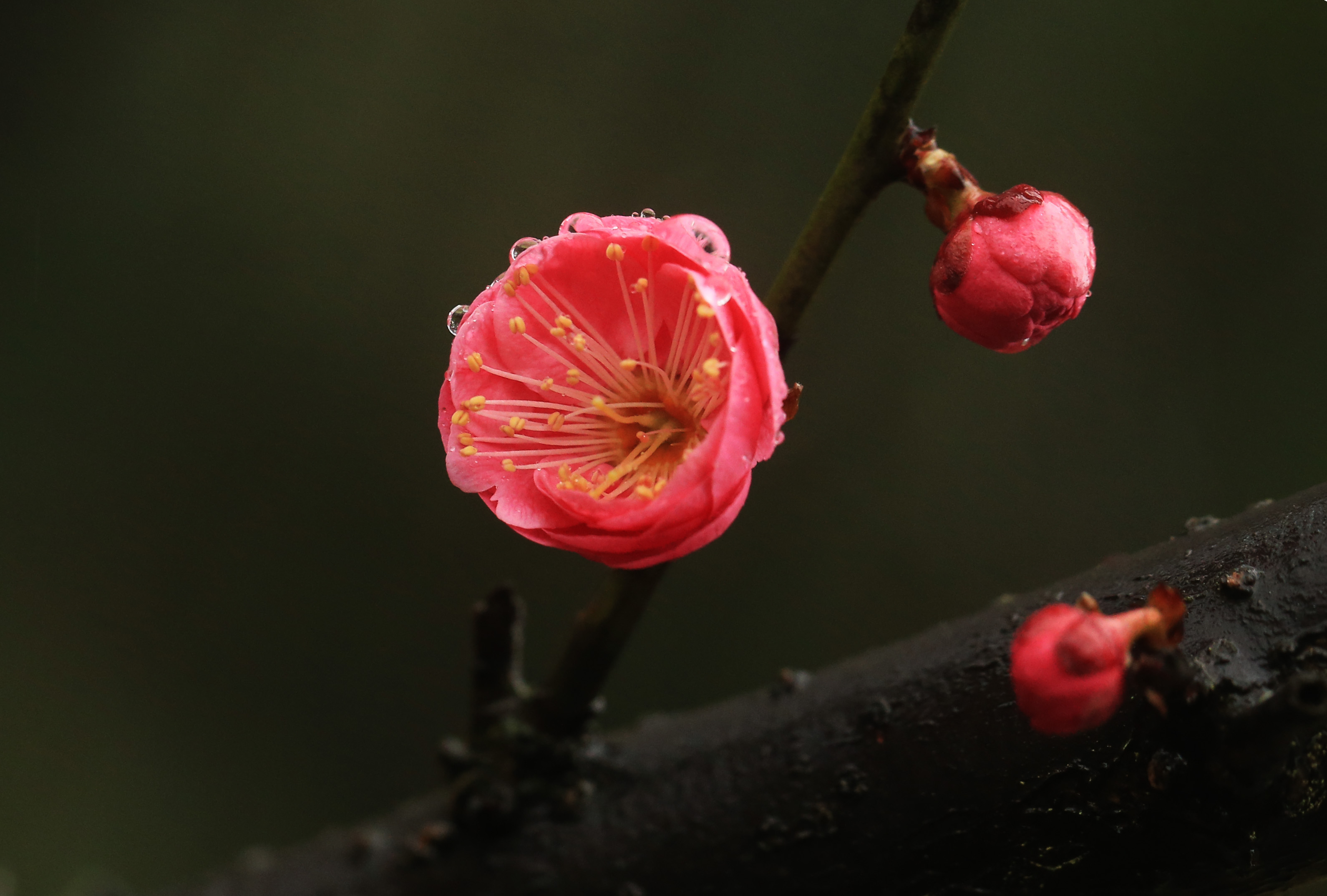 2月16日在湖南省衡阳市南湖公园拍摄的雨中梅花新华社发(曹正平 摄)