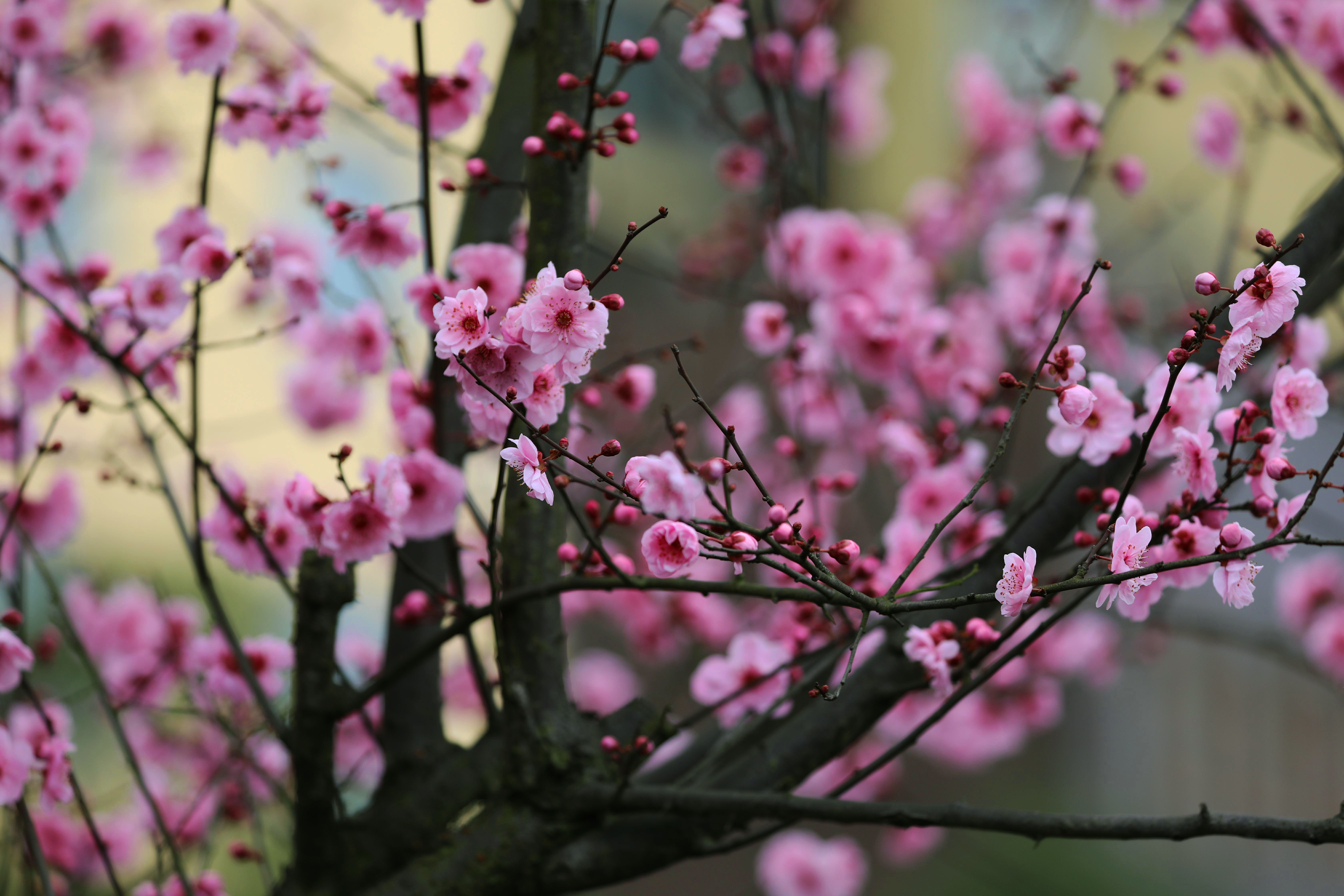 2月16日,游人在南京梅花山观赏梅花.新华社发(苏阳 摄)