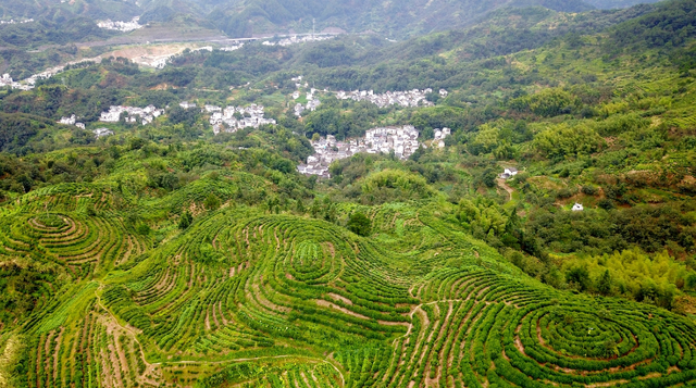 安徽歙县：茶山形似指纹 引摄影爱好者前来拍摄_fororder_微信截图_20200814170620