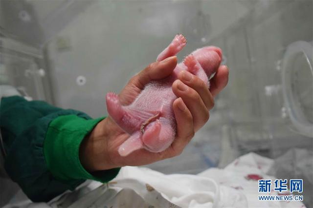 全球首只野外引种大熊猫宝宝诞生