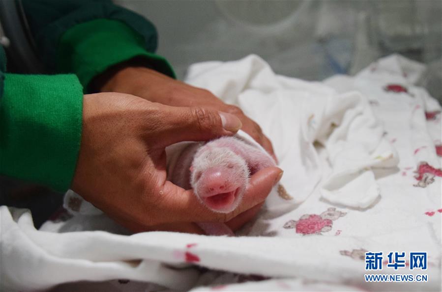 全球首只野外引種大熊貓寶寶誕生