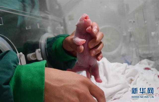 全球首只野外引种大熊猫宝宝诞生