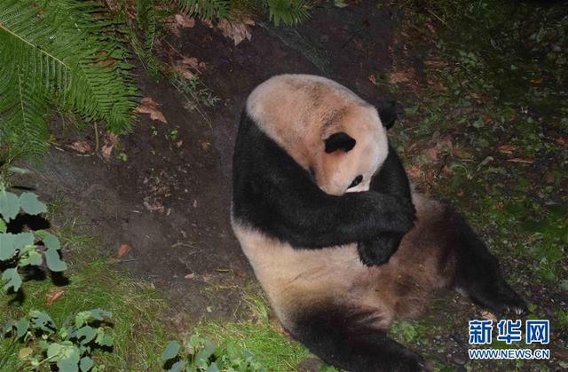 全球首只野外引種大熊貓寶寶誕生