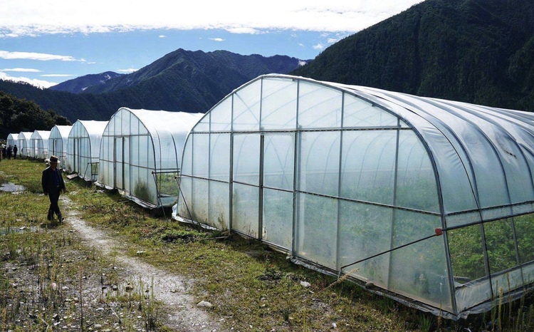 【幸福花开新边疆】林芝市久巴村：草莓铺满致富路