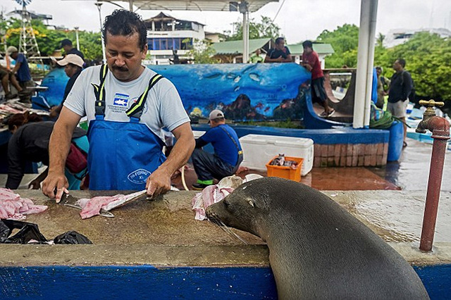 厄瓜多爾一海獅變魚攤常客 排隊“購買”金槍魚(組圖)