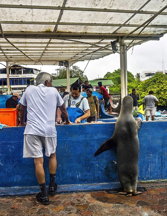 厄瓜多爾一海獅變魚攤常客 排隊“購買”金槍魚(組圖)