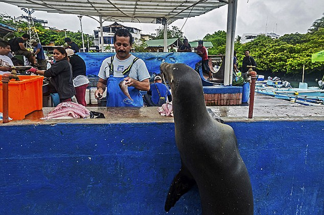 厄瓜多爾一海獅變魚攤常客 排隊“購買”金槍魚(組圖)