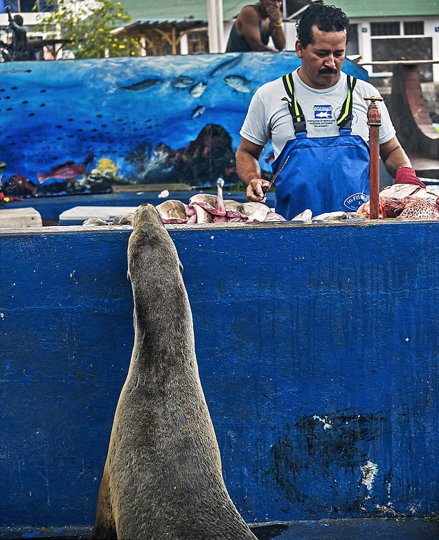 厄瓜多爾一海獅變魚攤常客 排隊“購買”金槍魚(組圖)