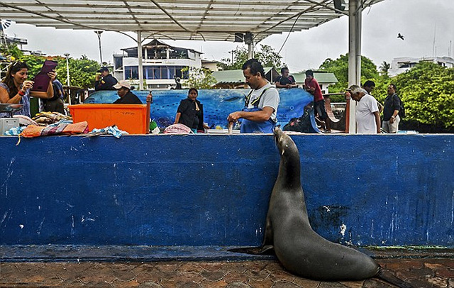 厄瓜多爾一海獅變魚攤常客 排隊“購買”金槍魚(組圖)