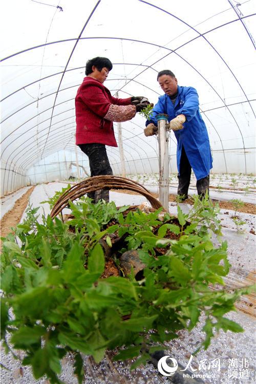 湖北鄖陽：人勤春來早 三月人倍忙