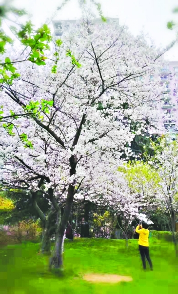 武汉的春花集体迟到了
