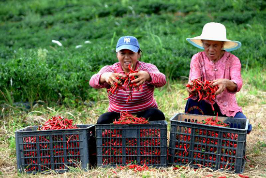 貴州沿河：辣椒豐收富農家