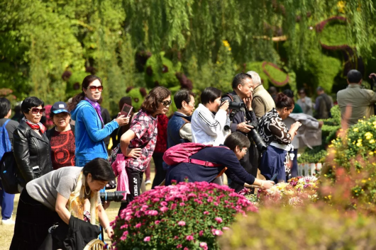 金秋菊花绽放 沪上这些公园 高校能赏菊