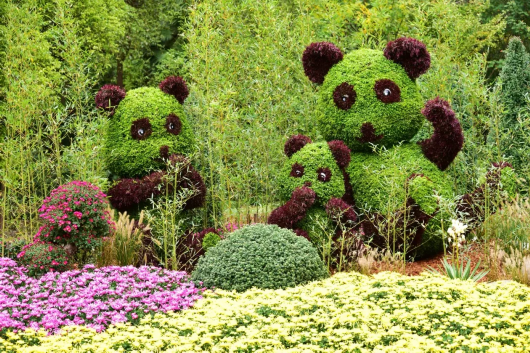 金秋菊花綻放 滬上這些公園 高校能賞菊