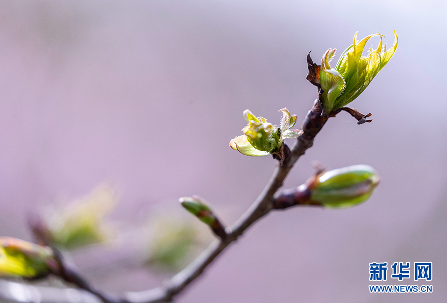 重庆：春风吹绿芽 轻舞春天里