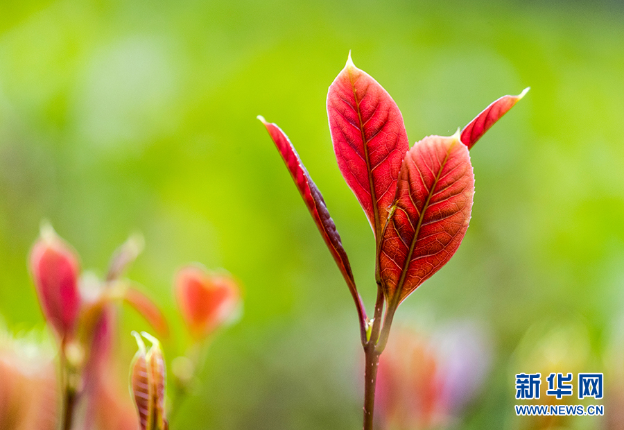 重庆：春风吹绿芽 轻舞春天里