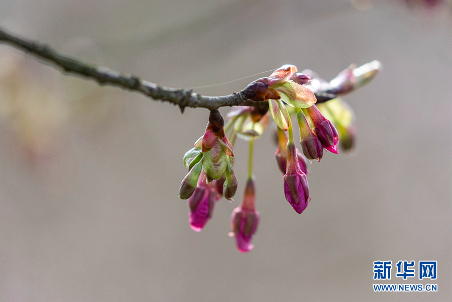 重庆：春风吹绿芽 轻舞春天里