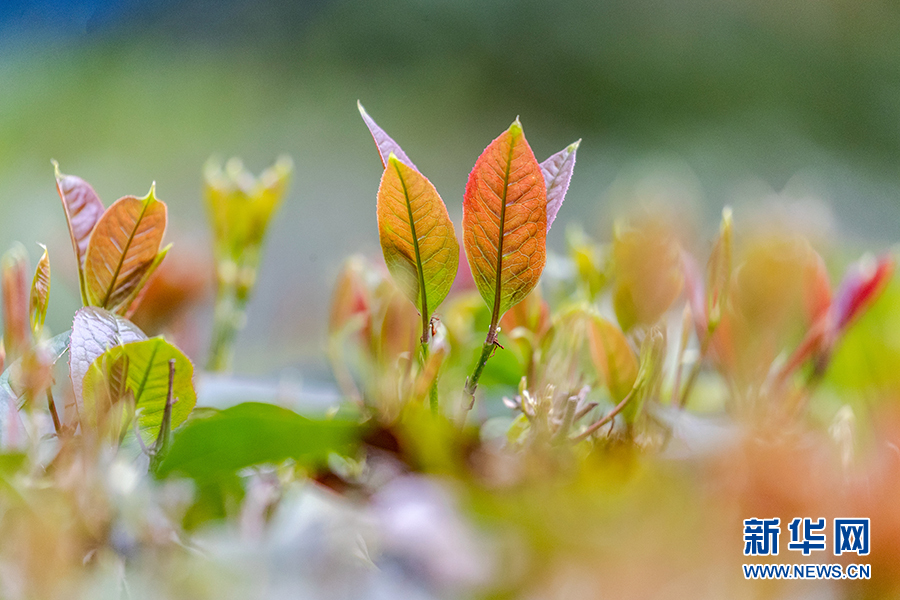 重庆：春风吹绿芽 轻舞春天里