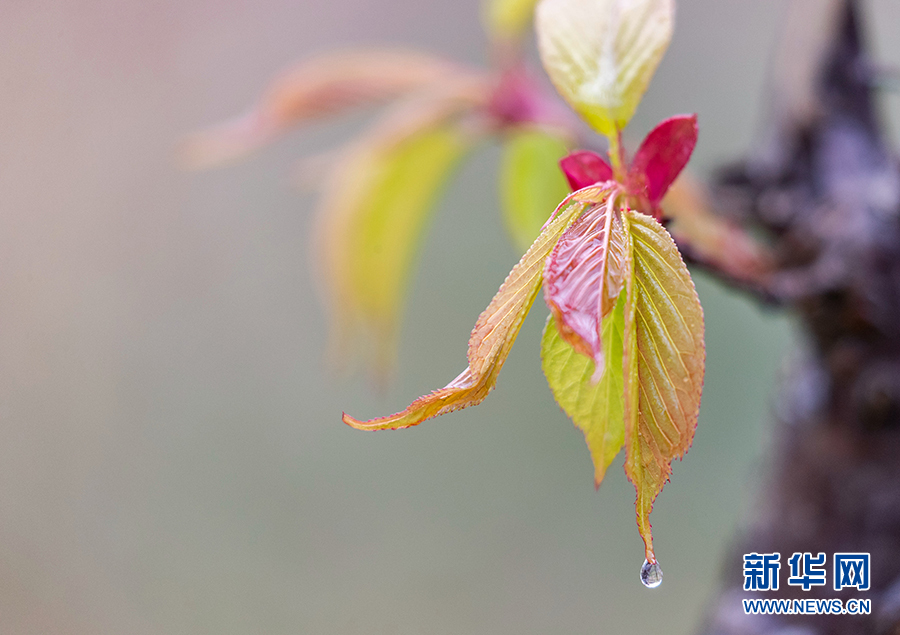 重庆：春风吹绿芽 轻舞春天里