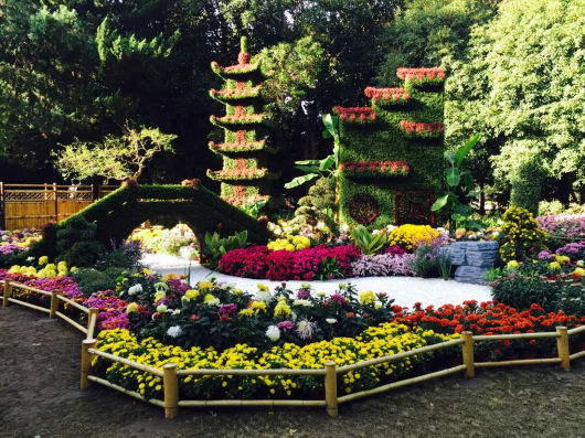 金秋菊花綻放 滬上這些公園 高校能賞菊