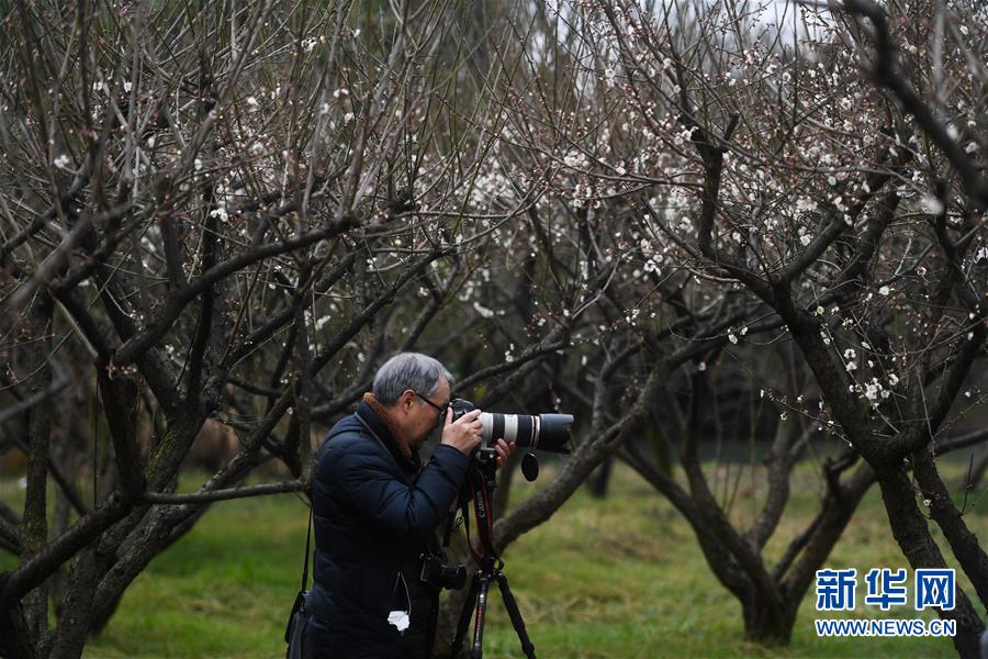 西溪湿地：早春时节 曲水寻梅