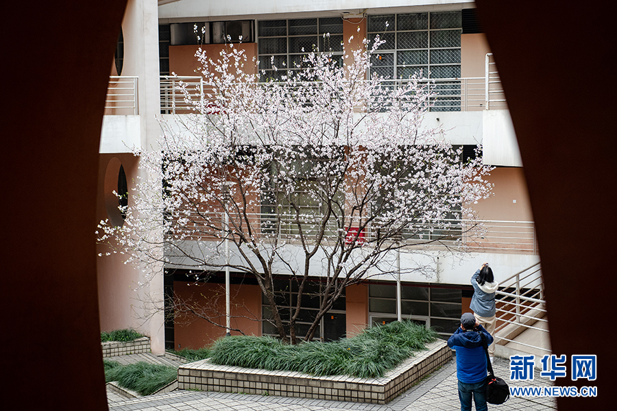 【渝情渝景】春色正浓 又到山城赏花时