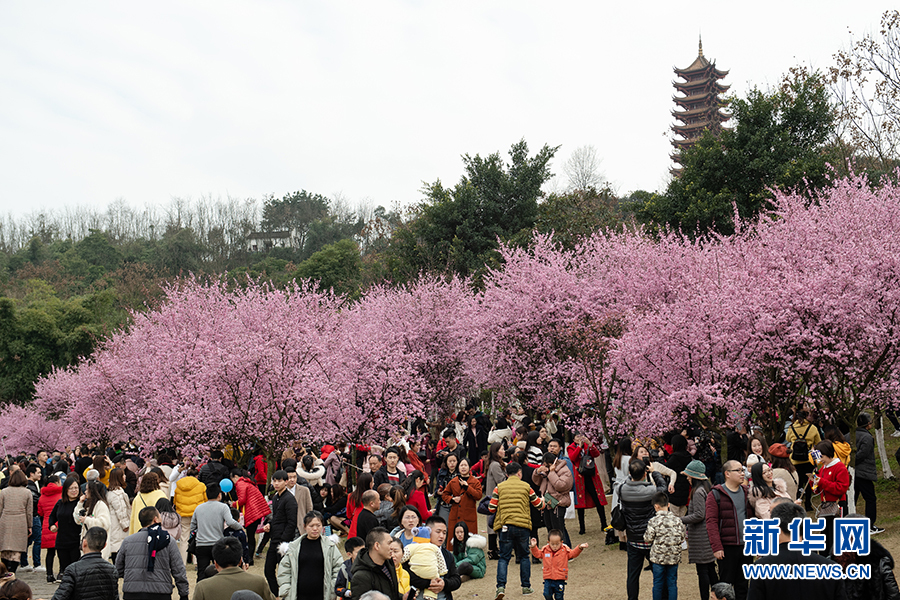 【渝情渝景】春色正浓 又到山城赏花时