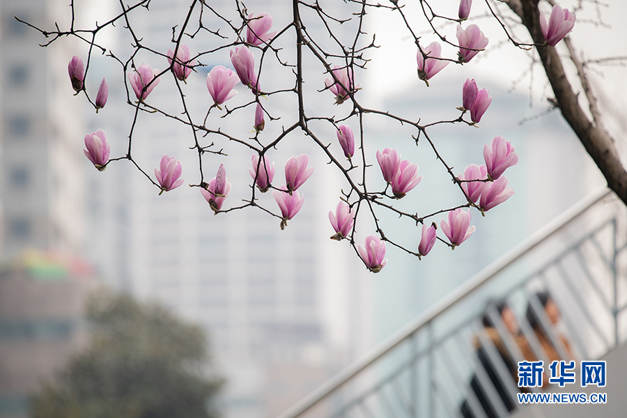 【渝情渝景】春色正浓 又到山城赏花时