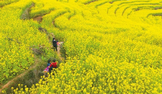 2月15日,宜賓屏山縣中都鎮萬畝油菜花海.