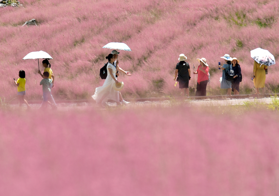 貴州長順：粉黛花海惹人醉