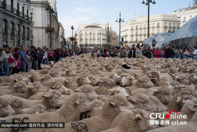 西班牙羊群大游行 2000只羊过市中心(图)