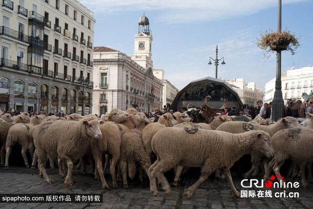 西班牙羊群大遊行 2000隻羊過市中心(圖)
